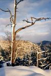 Baum im Schnee