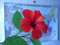 bl�hende Blume